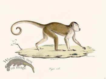 Cuvier 357 Sajou Male